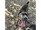 Adopt Tonka a Shar-Pei, Boxer