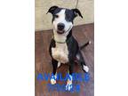 Adopt Dog Kennel #30 Bumblebee a Staffordshire Bull Terrier, Mixed Breed