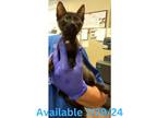 Adopt Cat Condo #21 a Domestic Short Hair