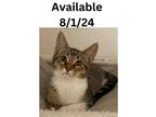Adopt Cat Condo #16 a Domestic Short Hair