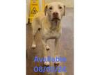 Adopt Dog Kennel # 22 Tucker a Labrador Retriever