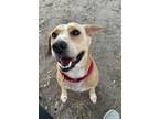 Adopt Dagr a Mixed Breed