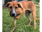 Adopt Chakro a Mixed Breed