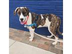 Adopt Artists Pup: Picasso a Great Pyrenees