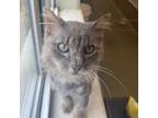 Adopt Jelly a Domestic Long Hair