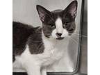 Adopt Harold a Domestic Short Hair