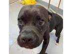 Adopt Chance a Boxer