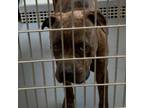 Adopt Turk a Pit Bull Terrier