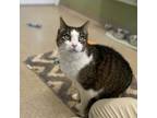 Adopt Hays a Domestic Short Hair