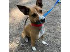 Adopt String Bean a Rat Terrier