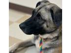 Adopt Penne (Booker) a Australian Shepherd, Cattle Dog
