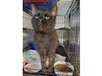 Adopt Koto a Domestic Short Hair