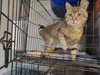 Adopt Moses a Domestic Short Hair