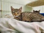 Adopt Twix a Domestic Short Hair