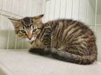 Adopt Lollipop a Domestic Short Hair