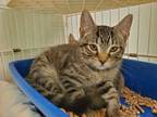 Adopt Taffy a Domestic Short Hair