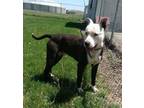 Adopt Gary a Pit Bull Terrier, Mixed Breed