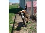 Adopt Brutus a Boxer, Mastiff