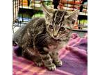 Adopt Target a Tabby