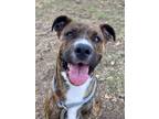 Adopt Monte a Pit Bull Terrier, Boxer