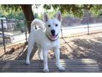 Adopt Big Baker a Husky, Pit Bull Terrier