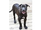 Adopt Lucas a Labrador Retriever, Boxer