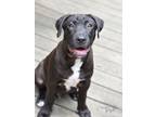 Adopt Virgil a Labrador Retriever, Boxer