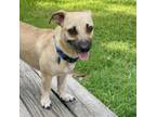 Adopt Oliver a Whippet