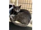 Adopt James a Russian Blue
