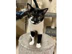 Adopt Billy a Domestic Short Hair
