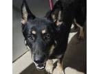 Adopt Roo a German Shepherd Dog