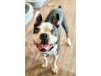 Adopt Rodeo a Boston Terrier
