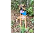 Adopt Roscoe a Shepherd, American Staffordshire Terrier