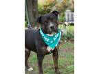 Adopt Bowser a Rottweiler