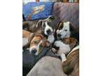 Adopt Rhett (Country Siblings) a Hound, Labrador Retriever