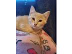 Adopt Mango a Domestic Short Hair