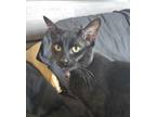 Adopt Shadow a Domestic Medium Hair