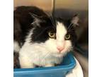Adopt Chunk a Domestic Long Hair