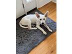 Adopt Boomer a German Shepherd Dog