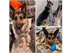 Adopt Thor a German Shepherd Dog