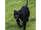 Adopt 3 Strikes a Pit Bull Terrier, Presa Canario