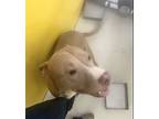 Butch Cassidy 58331, American Pit Bull Terrier For Adoption In Pampa, Texas