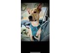 Skyy, Retriever (unknown Type) For Adoption In Greer, South Carolina