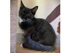Kitten Joy, Domestic Longhair For Adoption In Seal Beach, California