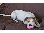 Bailey Sc, Labrador Retriever For Adoption In San Angelo, Texas
