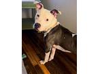 Lonnie, American Pit Bull Terrier For Adoption In Dallas, Texas