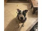Esa Bella, American Pit Bull Terrier For Adoption In Dallas, Texas