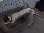 Chloe, Jack Russell Terrier For Adoption In Claremont, California