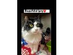Billy, Maine Coon For Adoption In Marlton, New Jersey