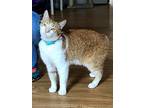 Callie, Manx For Adoption In Apollo, Pennsylvania